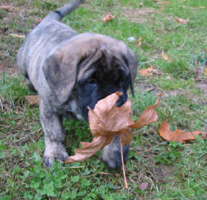 pup8wks1.jpg